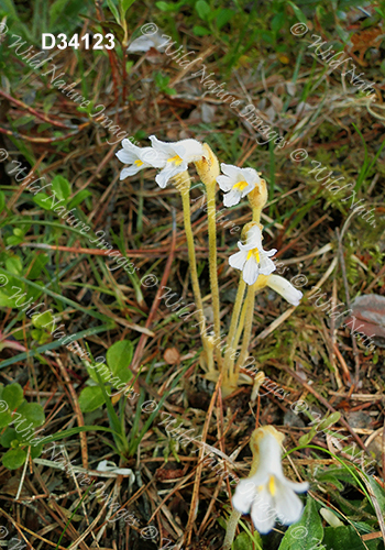 One-Flowered Broomrape (Orobanche uniflora)